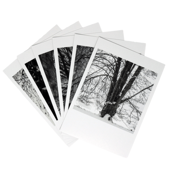 Boxed set of blank note cards with photos of the Beech Grove.